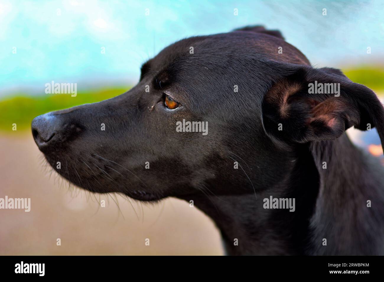 CA de Bestiar Hund Stockfoto