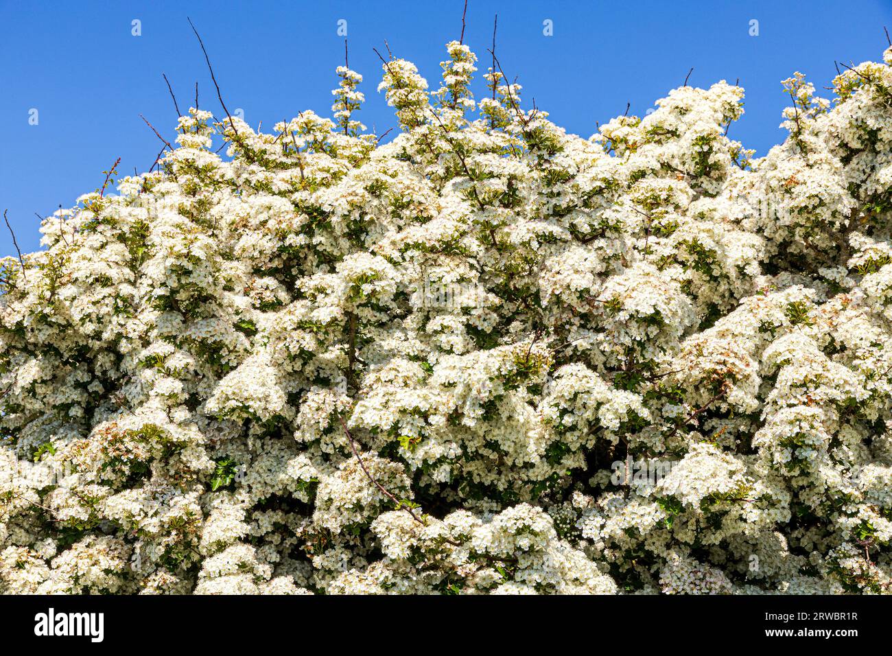 Weißdorn (Crataegus monogyna) in voller Blüte im Mai neben dem Pembrokeshire Coast Path National Trail in Little Haven in der Pembrokeshire Coast Natio Stockfoto