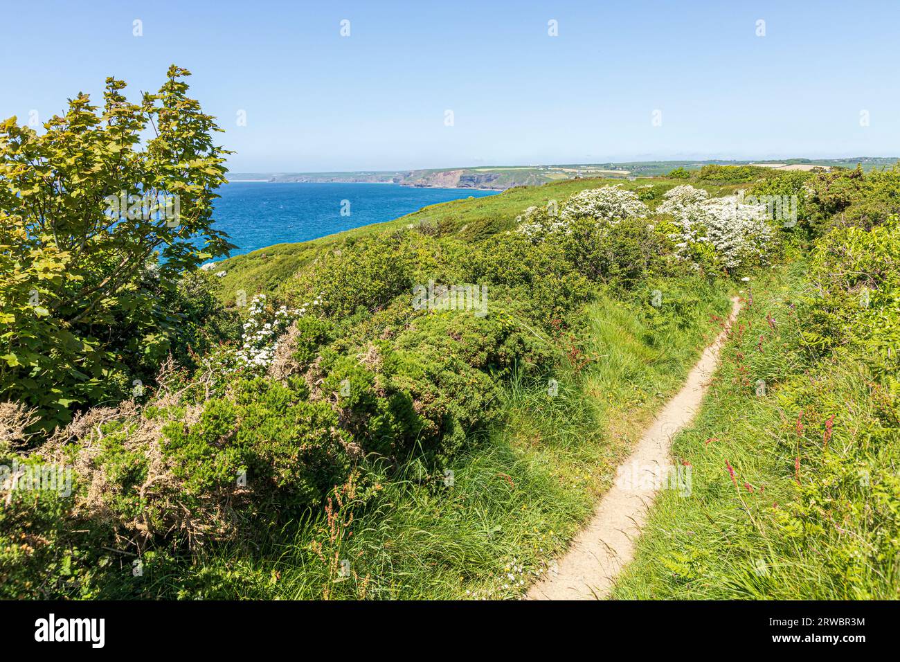 Der Wales Coast Path und der Pembrokeshire Coast Path in Little Haven im Pembrokeshire Coast National Park, West Wales UK Stockfoto