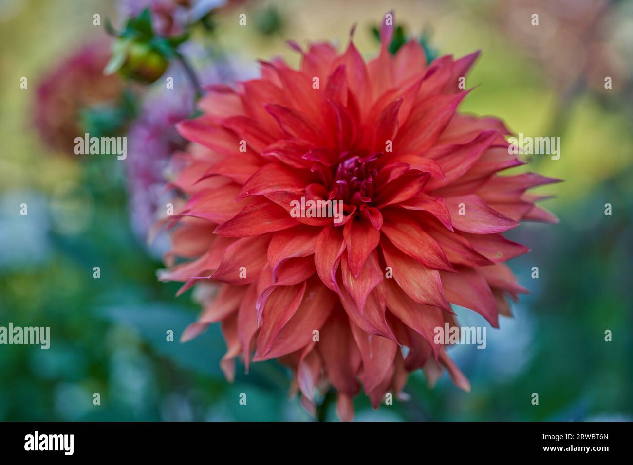 Üppige Dahlie Blume Nahaufnahme Stockfoto