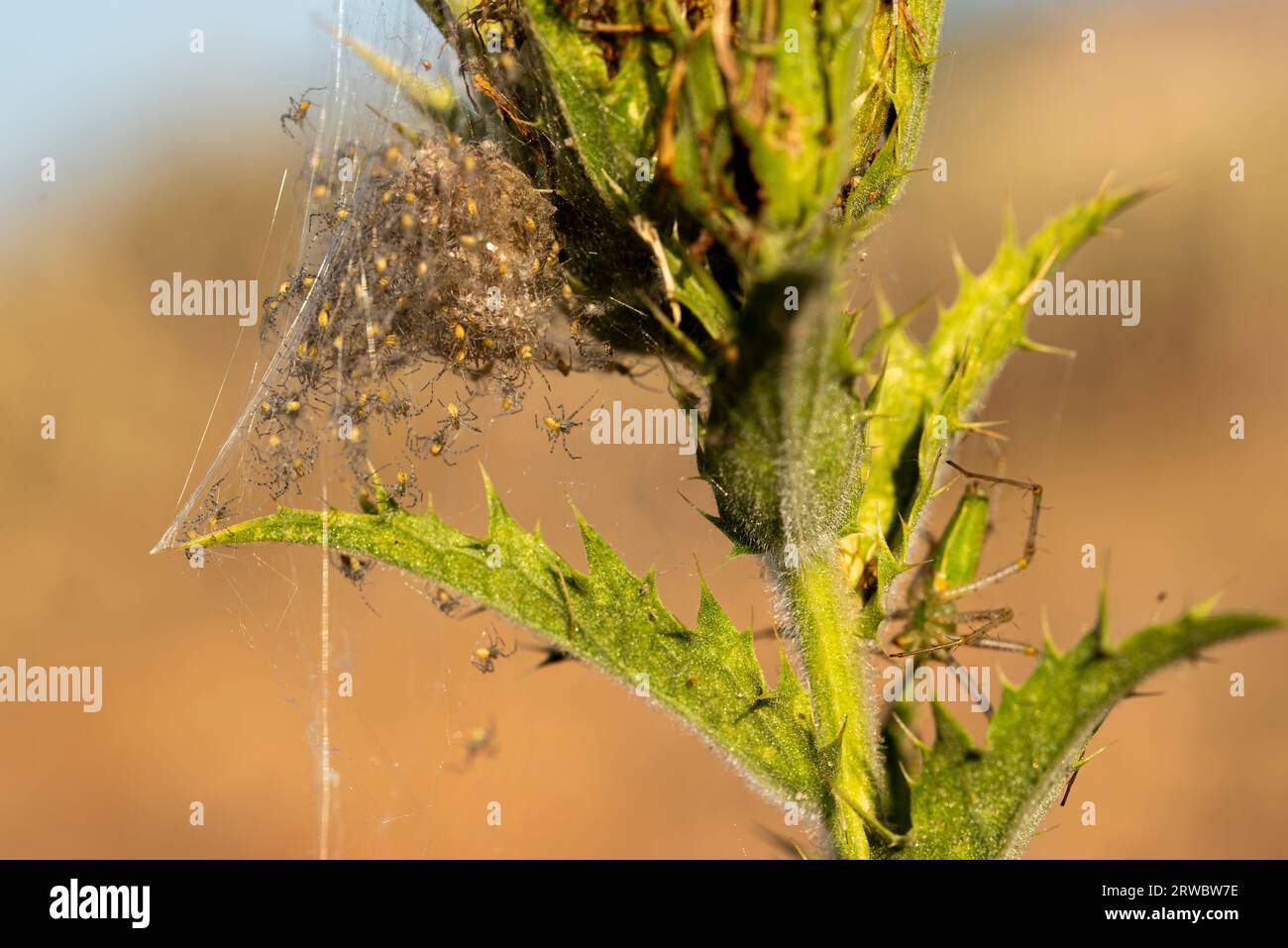 Nahaufnahme eines kleinen Spinnenhaufens auf grünem Zweig in der Wiese am Sommertag Stockfoto