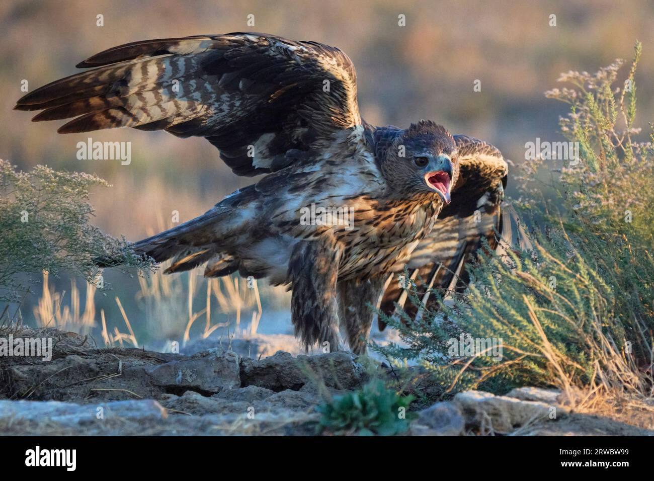 Raubvogel Aquila fasciata mit langen Flügeln, die auf Sandfeld auf verschwommenem Hintergrund ausgebreitet sind Stockfoto