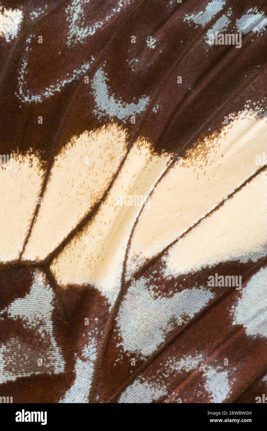 Von oben bunte Schmetterlingsflügel mit Flecken und dünnen Flügellinien in braun und blau gemusterter Textur bei Tageslicht Stockfoto