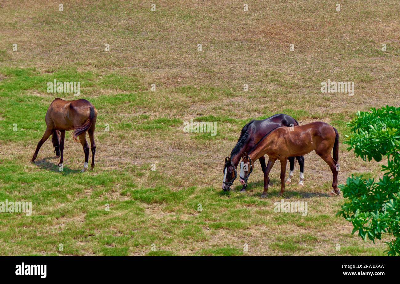 Marwari-Pferde weiden Stockfoto