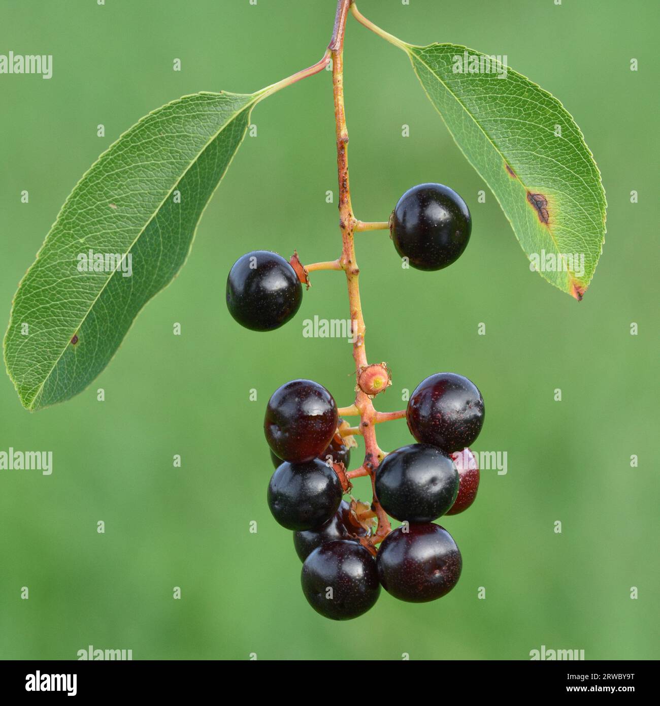 Dunkelrote bis schwarze kugelförmige Früchte oder Beeren und zwei grüne Blätter von einem Schwarzkirschenbaum, grüner Hintergrund (Prunus serotina) Stockfoto