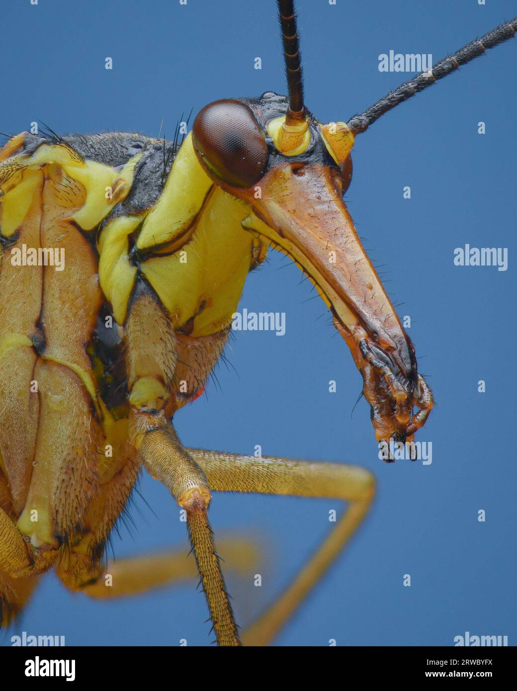 Profilansicht einer gelben Skorpion-Fliege mit Mundstücken am Ende einer schnabelartigen Projektion auf den Kopf, blauer Hintergrund (Panorpa sp.) Stockfoto