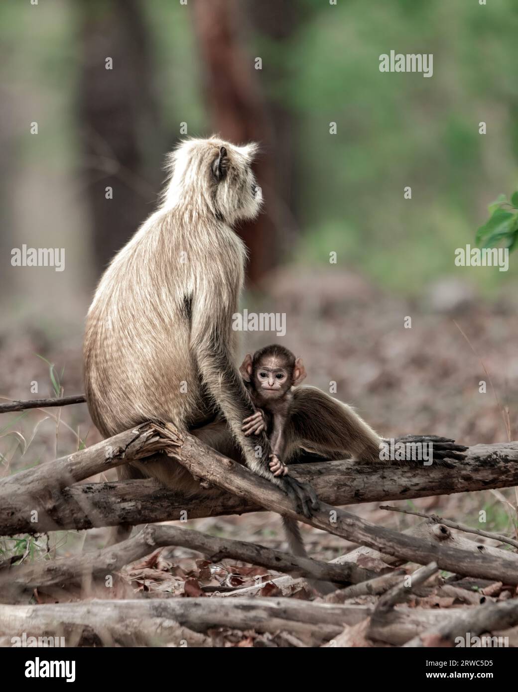 Schwarzer, grauer Langur oder der Alte-Welt-Affe Stockfoto