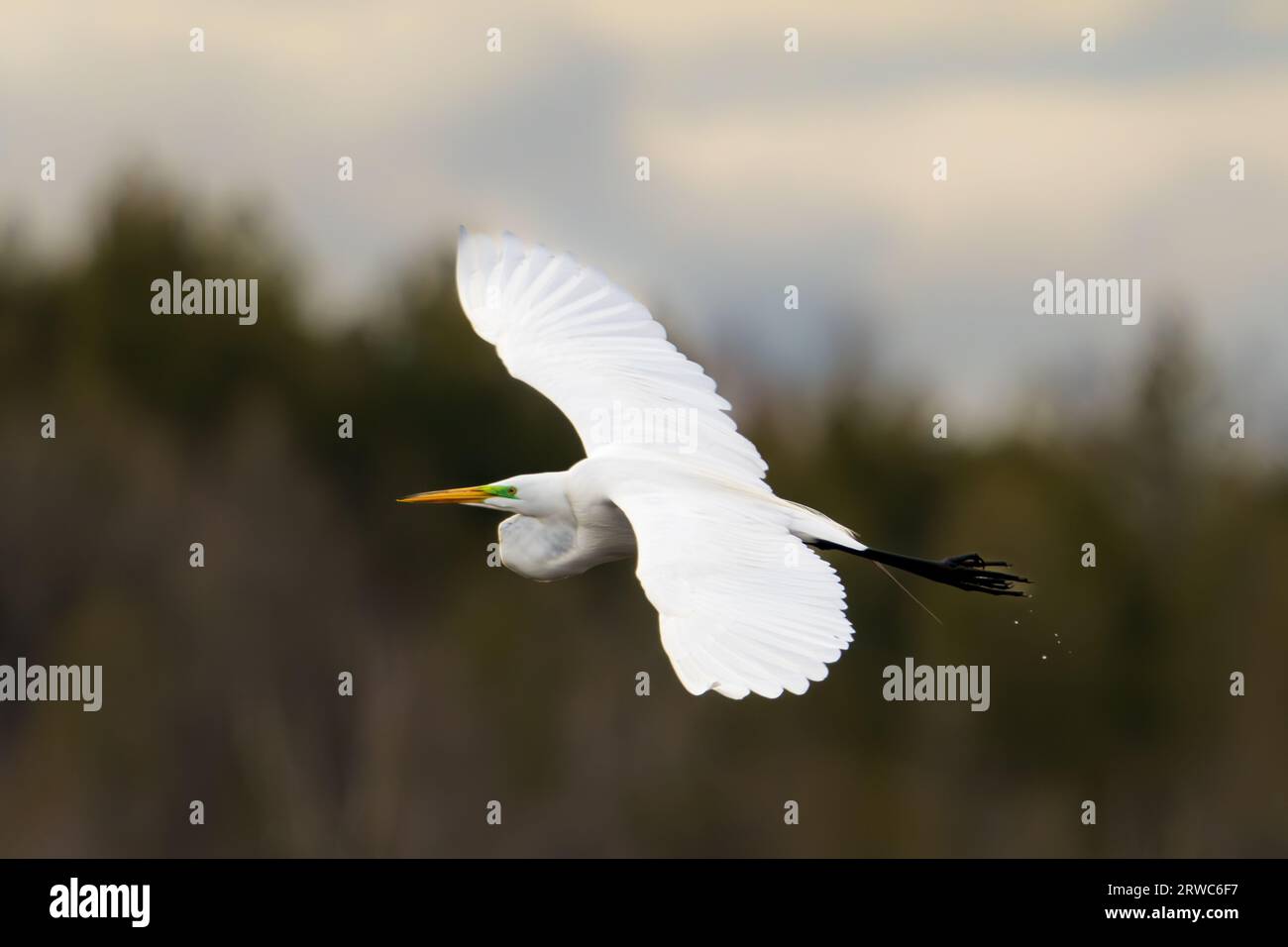 Ich habe diesen großen Weißreiher im Flug im Mud Lake State Wildlife Area im Door County Wisconsin fotografiert. Stockfoto