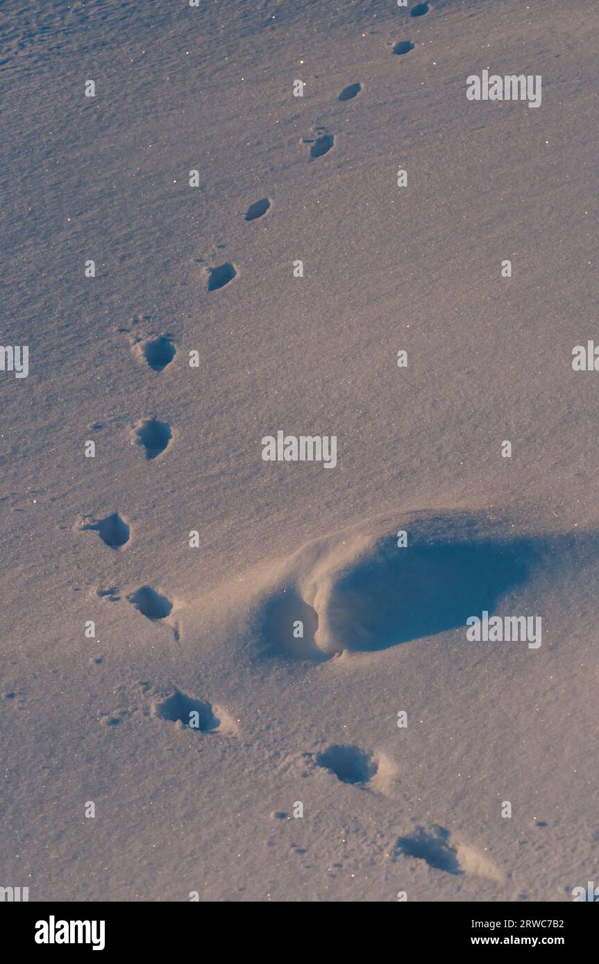 Tierspuren mit glitzernden Schneekristallen und das Licht am Wintermorgen färbt den Schnee in purpurfarbenem Farbton im arktischen Finnland Stockfoto