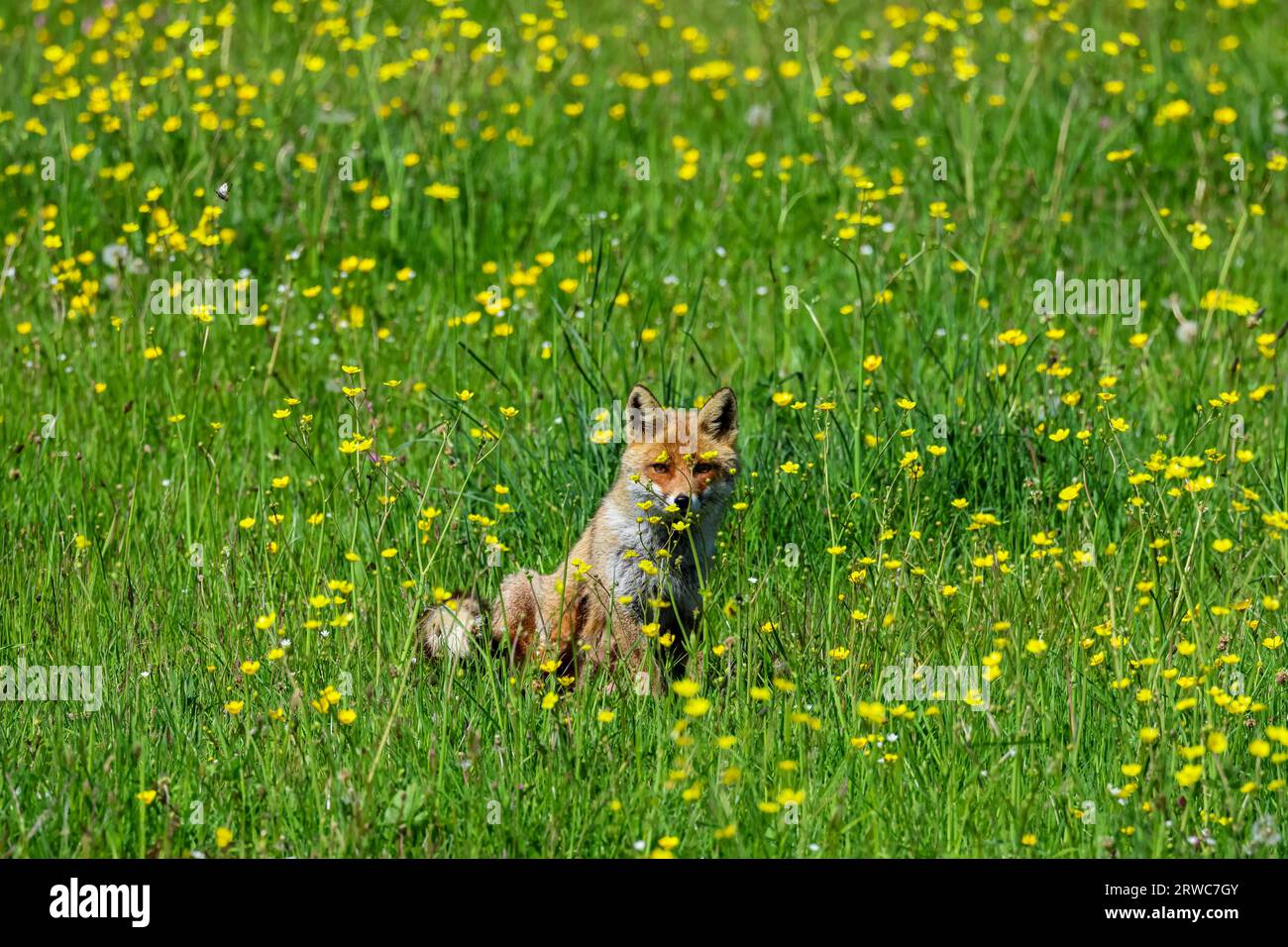 Nahaufnahme eines Rotfuchses in den Frühlingsblumen Stockfoto Nahaufnahme eines Rotfuchses in den Frühlingsblumen Stockfoto