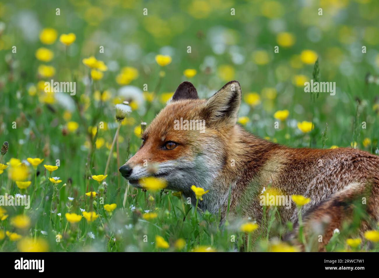 Nahaufnahme eines Rotfuchses in den Frühlingsblumen Stockfoto Nahaufnahme eines Rotfuchses in den Frühlingsblumen Stockfoto