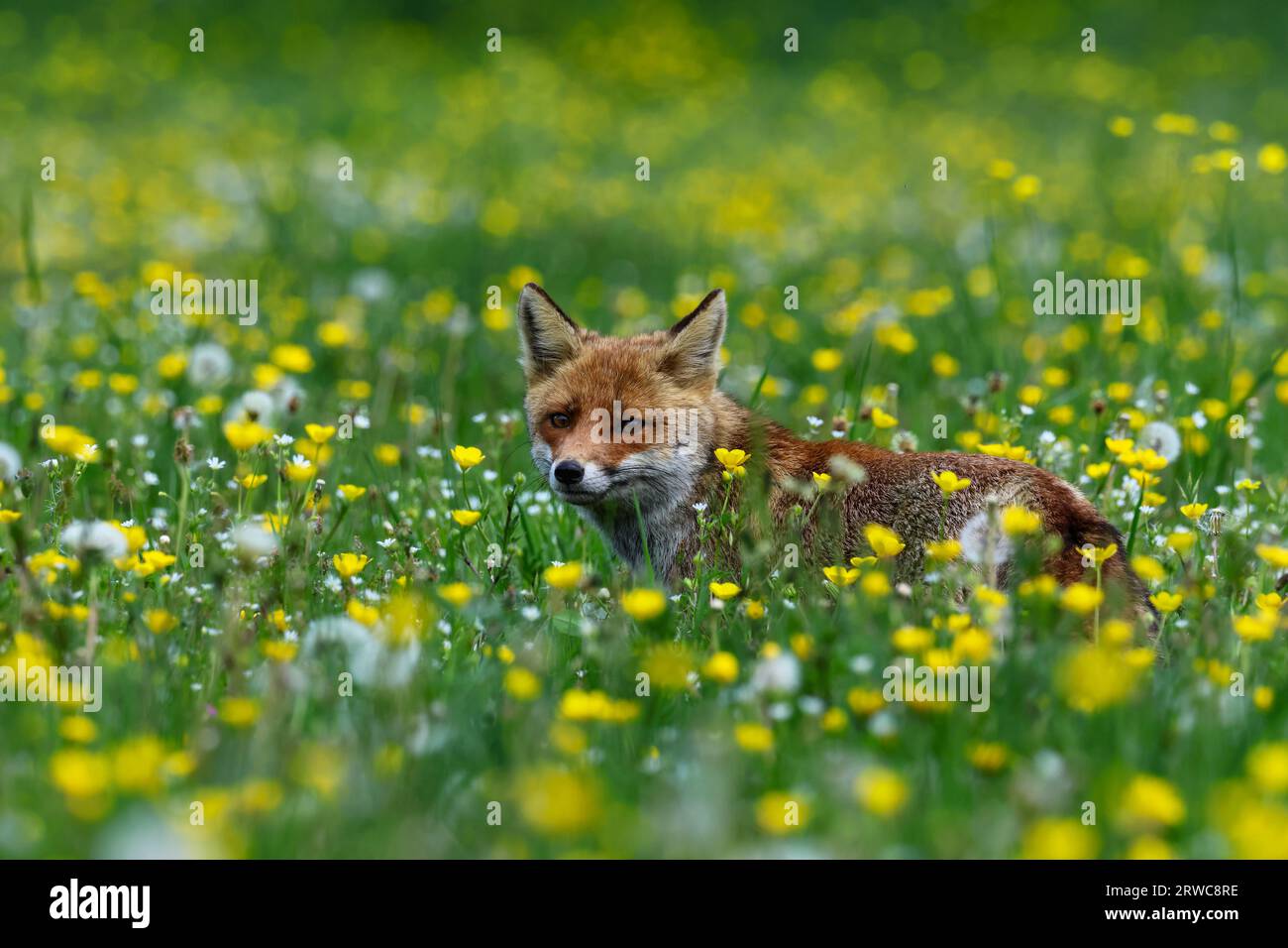 Nahaufnahme eines Rotfuchses in den Frühlingsblumen Stockfoto Nahaufnahme eines Rotfuchses in den Frühlingsblumen Stockfoto