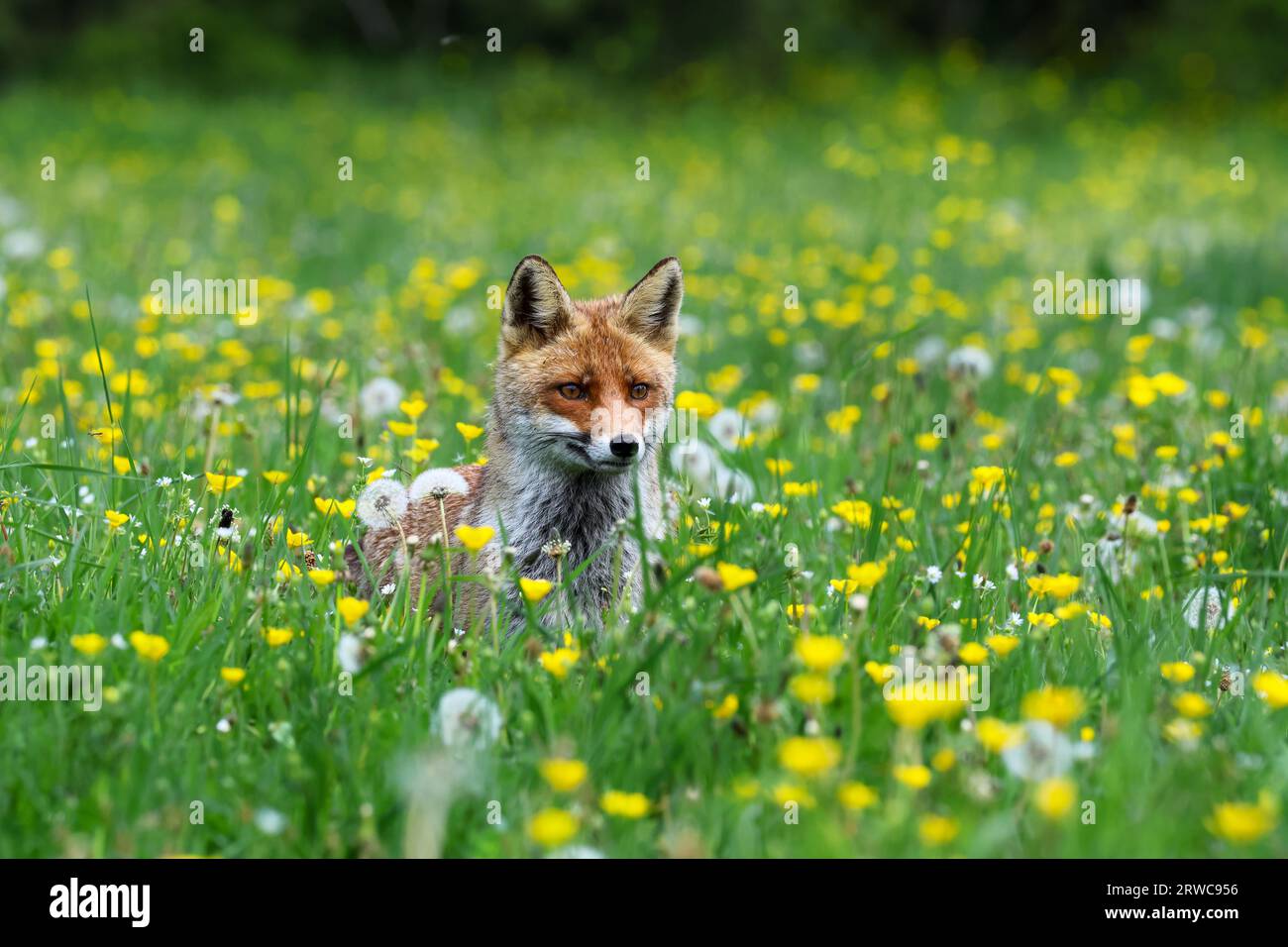 Nahaufnahme eines Rotfuchses in den Frühlingsblumen Stockfoto Nahaufnahme eines Rotfuchses in den Frühlingsblumen Stockfoto