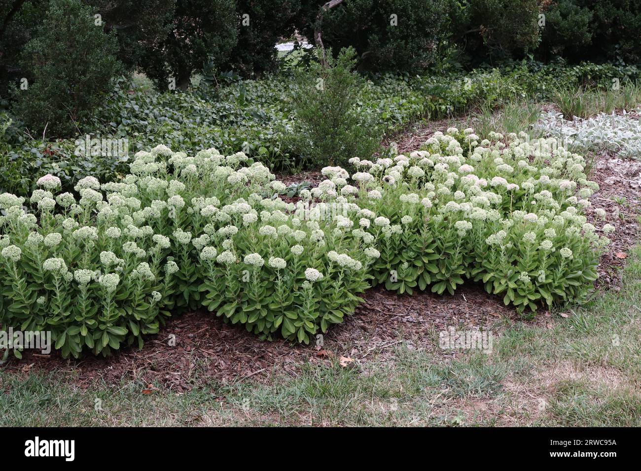 Sedum Stonecrop Blumen in Gruppen gepflanzt Stockfoto