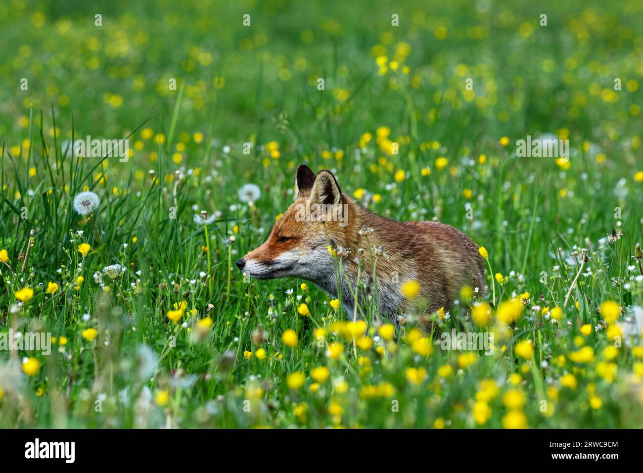 Nahaufnahme eines Rotfuchses in den Frühlingsblumen Stockfoto Nahaufnahme eines Rotfuchses in den Frühlingsblumen Stockfoto