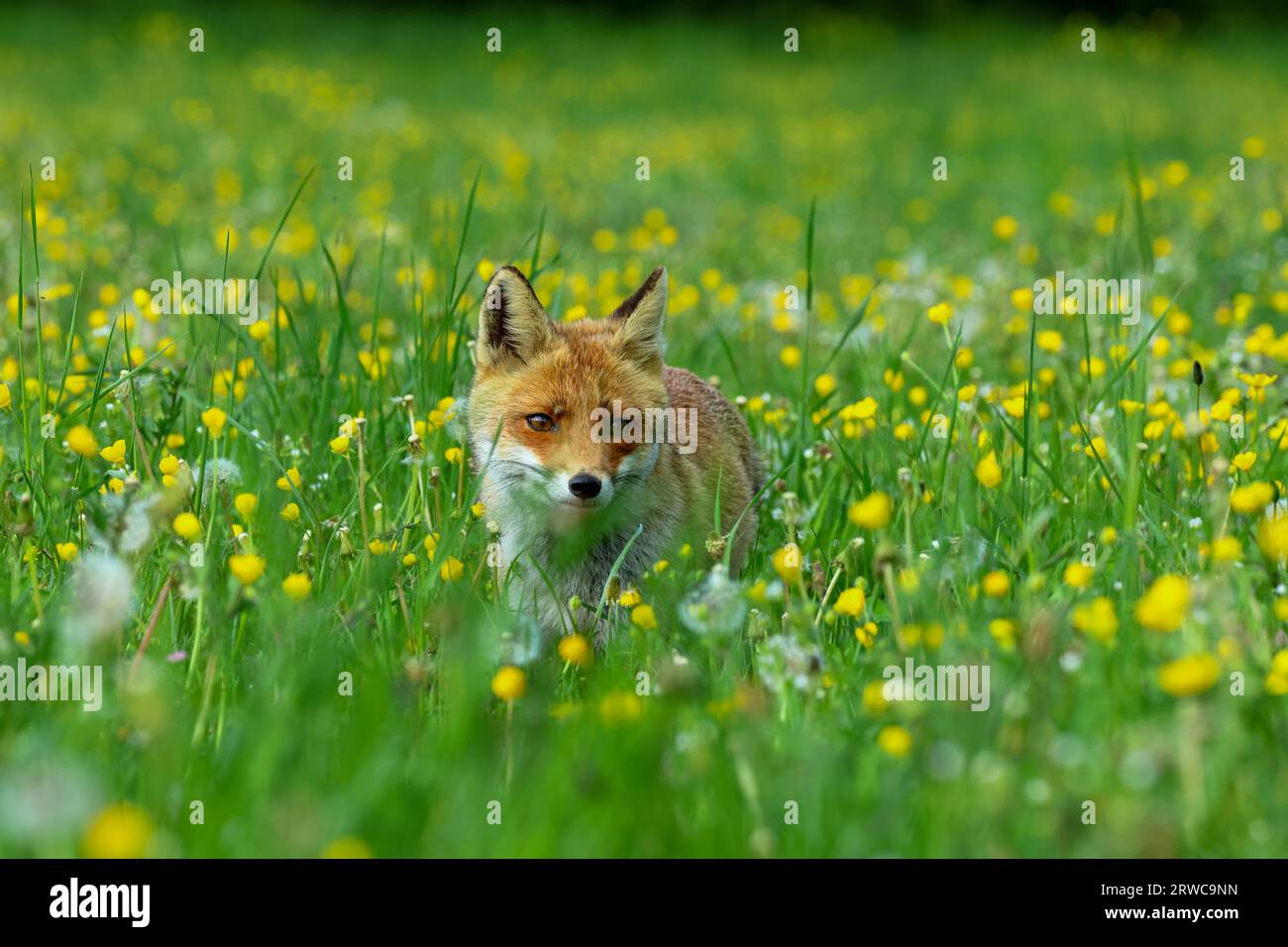 Nahaufnahme eines Rotfuchses in den Frühlingsblumen Stockfoto Nahaufnahme eines Rotfuchses in den Frühlingsblumen Stockfoto