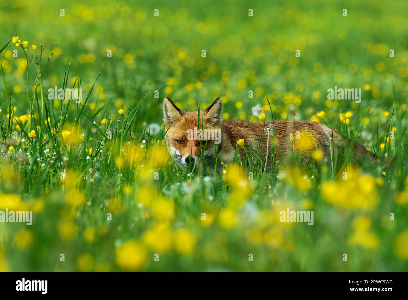 Nahaufnahme eines Rotfuchses in den Frühlingsblumen Stockfoto Nahaufnahme eines Rotfuchses in den Frühlingsblumen Stockfoto