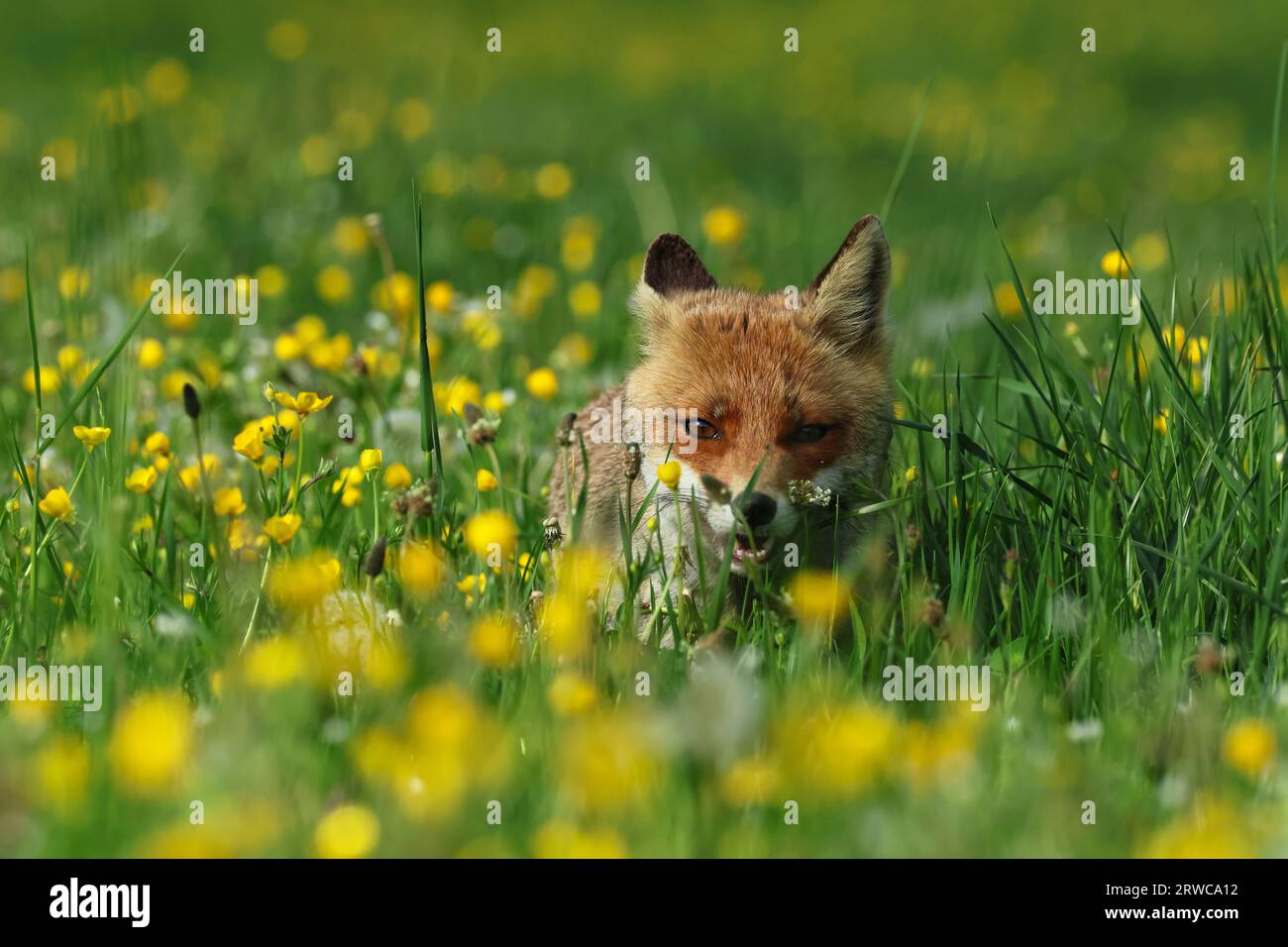 Nahaufnahme eines Rotfuchses in den Frühlingsblumen Stockfoto Nahaufnahme eines Rotfuchses in den Frühlingsblumen Stockfoto