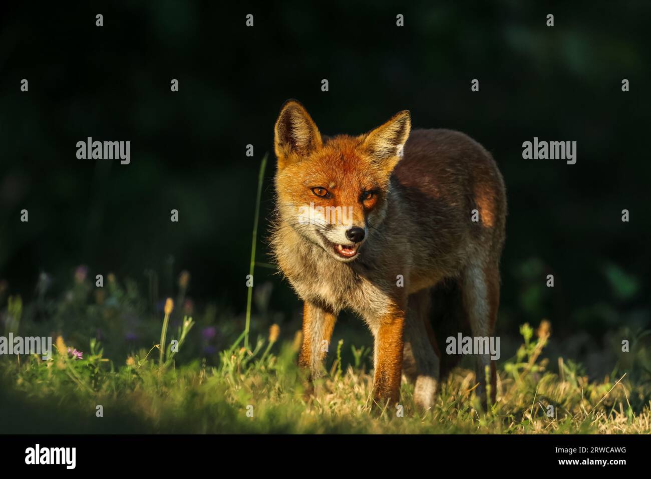 Nahaufnahme des Rotfuchses zwischen Tag und Nacht ... Zwischen Lichtern und Schatten Stockfoto