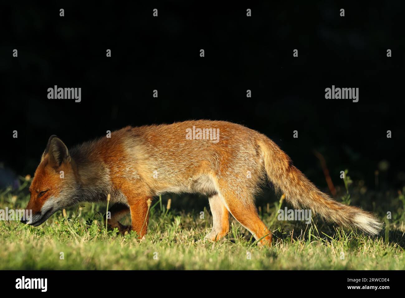 Nahaufnahme des Rotfuchses zwischen Tag und Nacht ... Zwischen Lichtern und Schatten Stockfoto