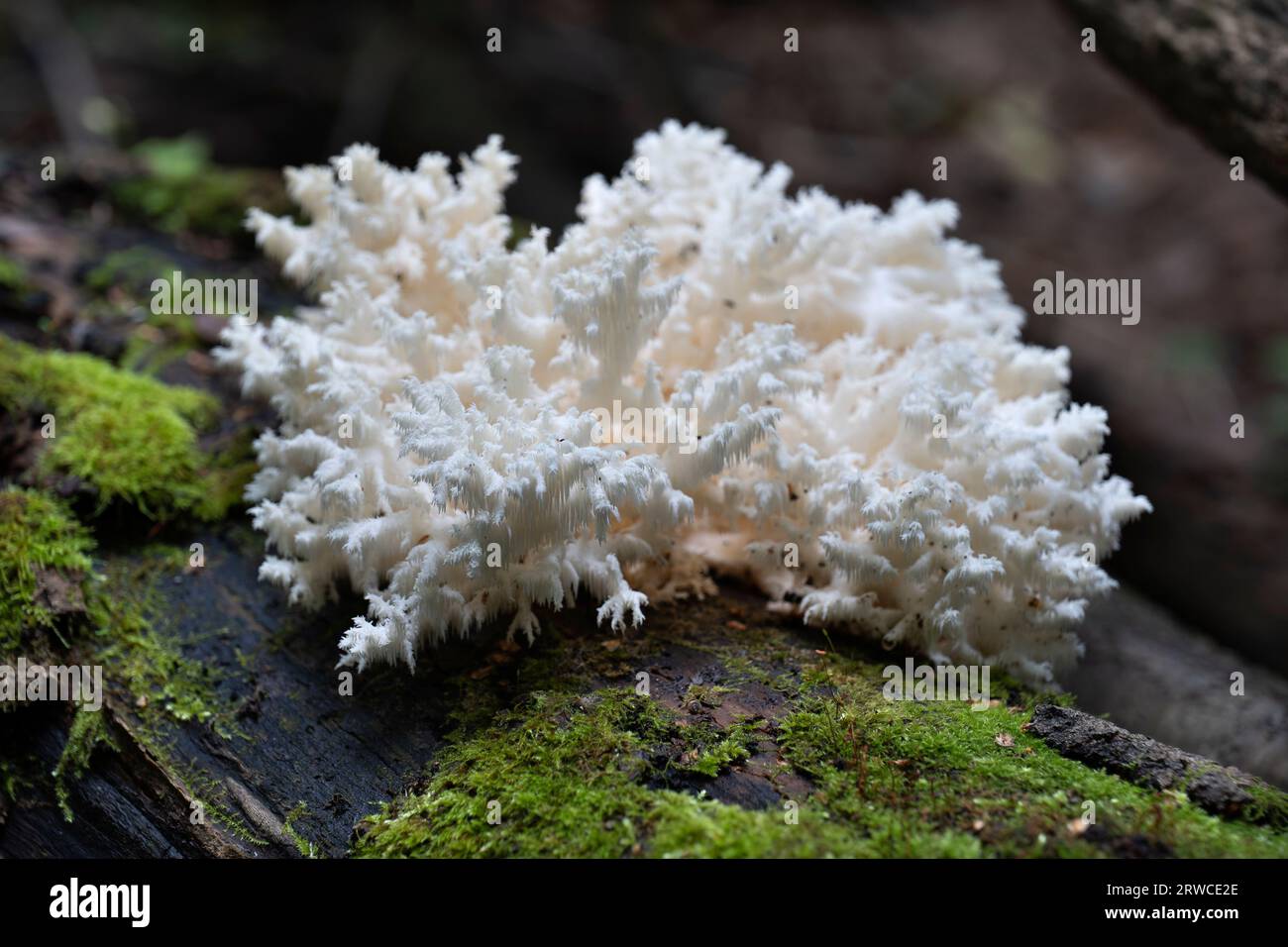 Essbare Pilze, die im Herbstwald wachsen. Herícium coralloídes. Stockfoto