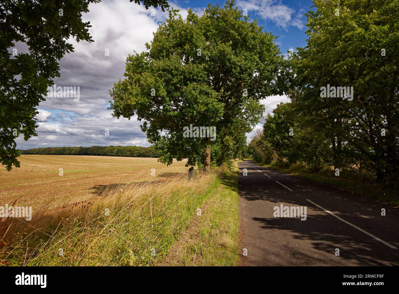Eine von Bäumen gesäumte Landstraße durch Ackerfelder, Cadeby Road, Doncaster, South Yorkshire. Stockfoto