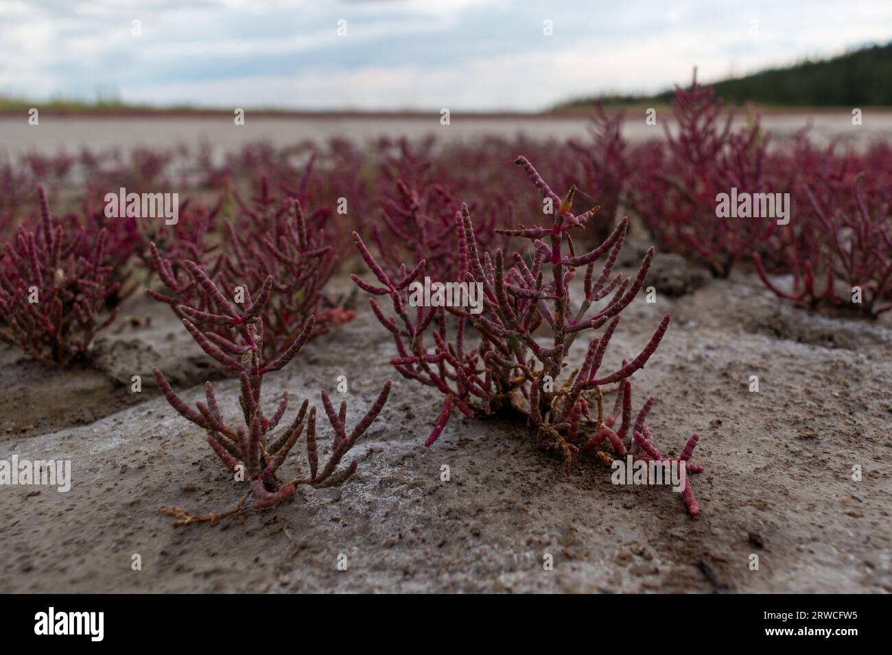 Red Saltwort Plant, Crystalline Desert, Wood Buffalo National Park, NT, Kanada Stockfoto