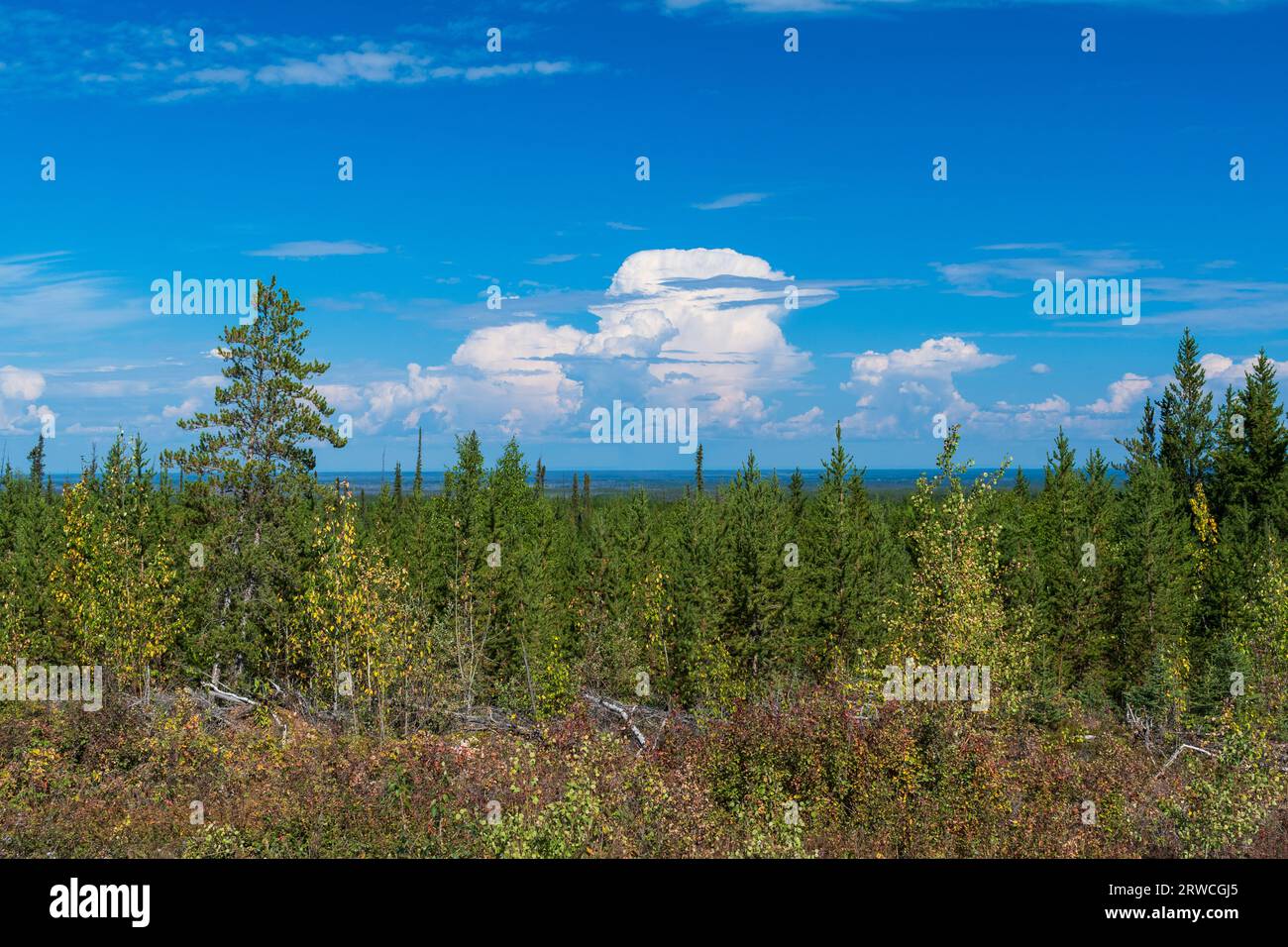 Ein thunderhead baut hinter einer wunderschönen Waldszene im frühen Herbst in den Northwest Territories, Kanada Stockfoto