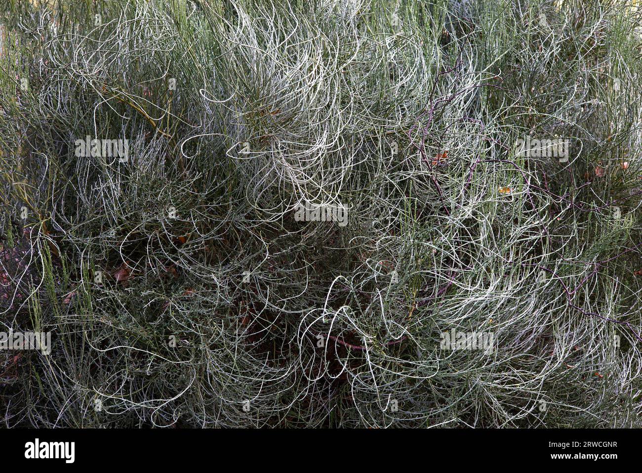 Nahaufnahme von Textur und Gewohnheit des kleinen mehrjährigen Gartenstrauchs cytisus x praecox allgold. Stockfoto