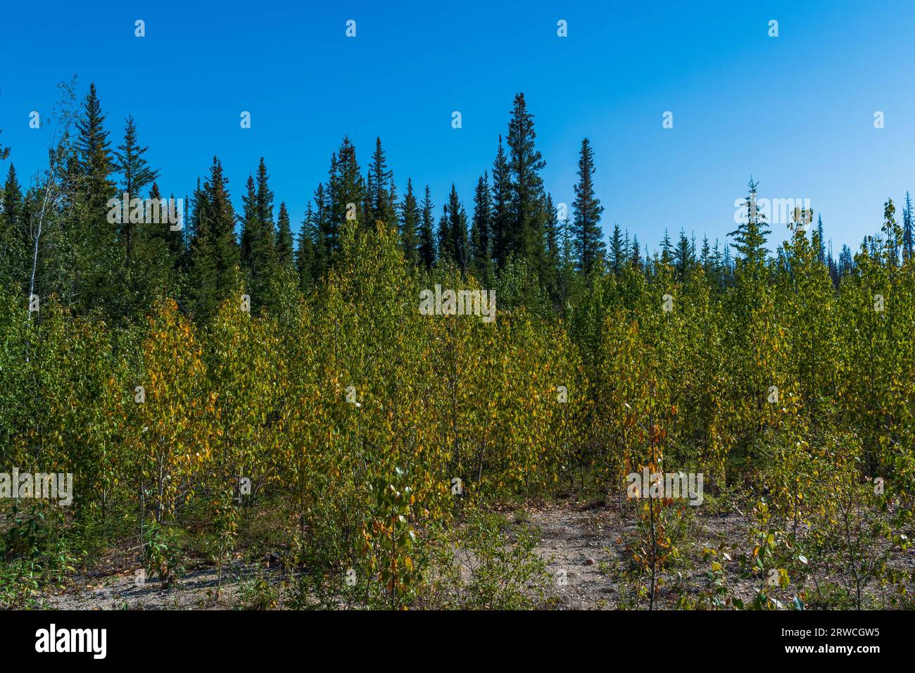 Wunderschöne Frühherbstszene im Boreal Forest der Northwest Territories, Kanada Stockfoto