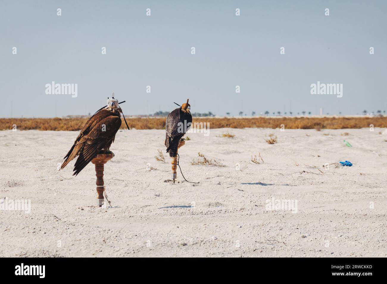 Falken benutzten Falknerei, gebunden an einen Stand mit ihren Kapuzen, in der Wüste im Süden von Bahrain Stockfoto