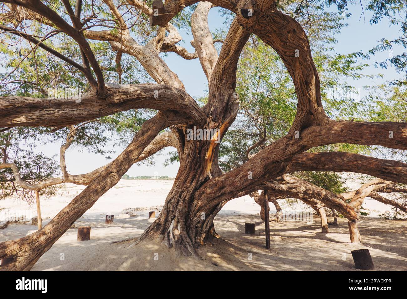 Der weitläufige Stamm des Baumes des Lebens, ein 400 Jahre alter, geschichtsträchtiger Gaffbaum in der südlichen Wüste von Bahrain, der jedes Jahr von Tausenden von Touristen besucht wird Stockfoto
