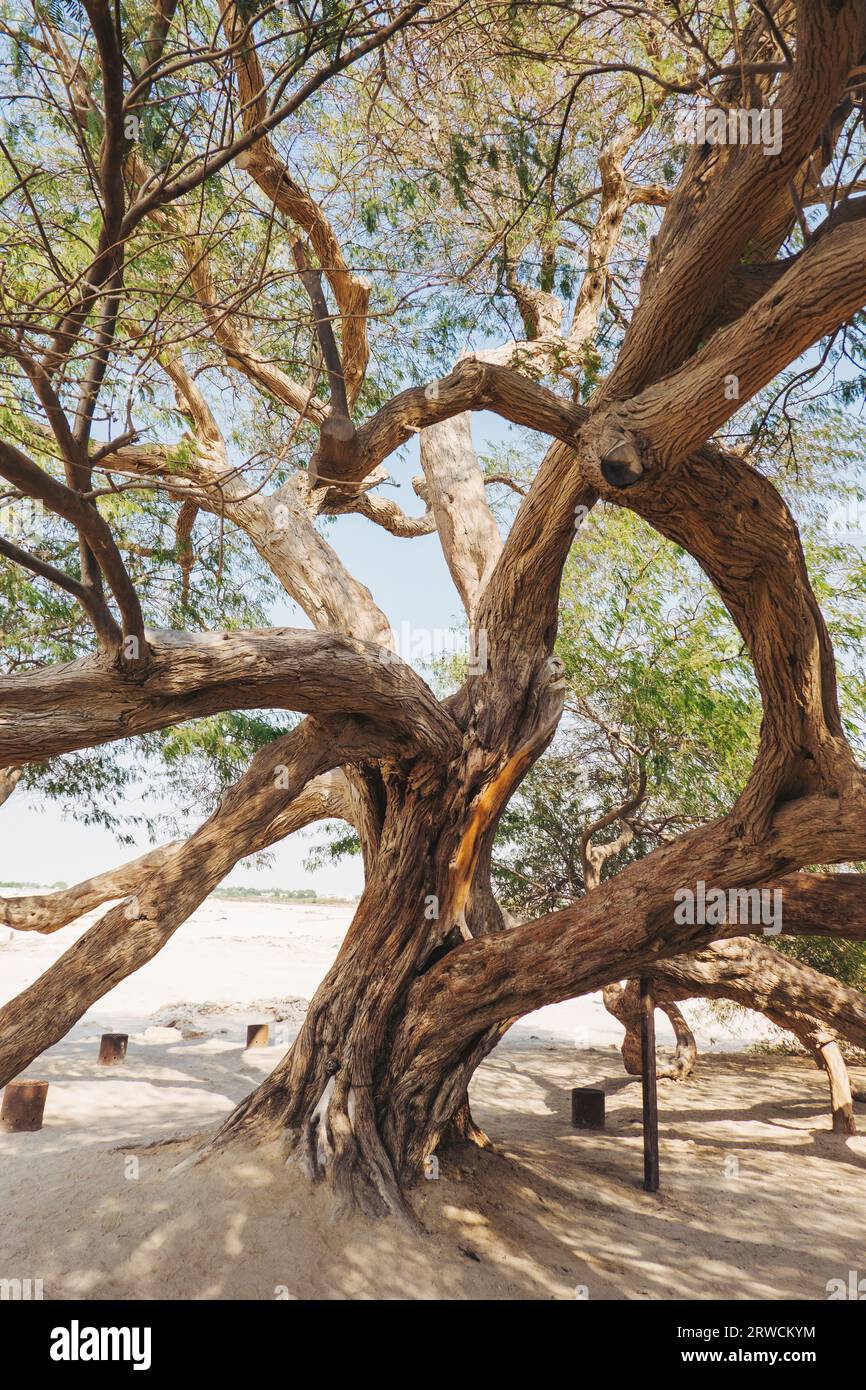 Der weitläufige Stamm des Baumes des Lebens, ein 400 Jahre alter, geschichtsträchtiger Gaffbaum in der südlichen Wüste von Bahrain, der jedes Jahr von Tausenden von Touristen besucht wird Stockfoto