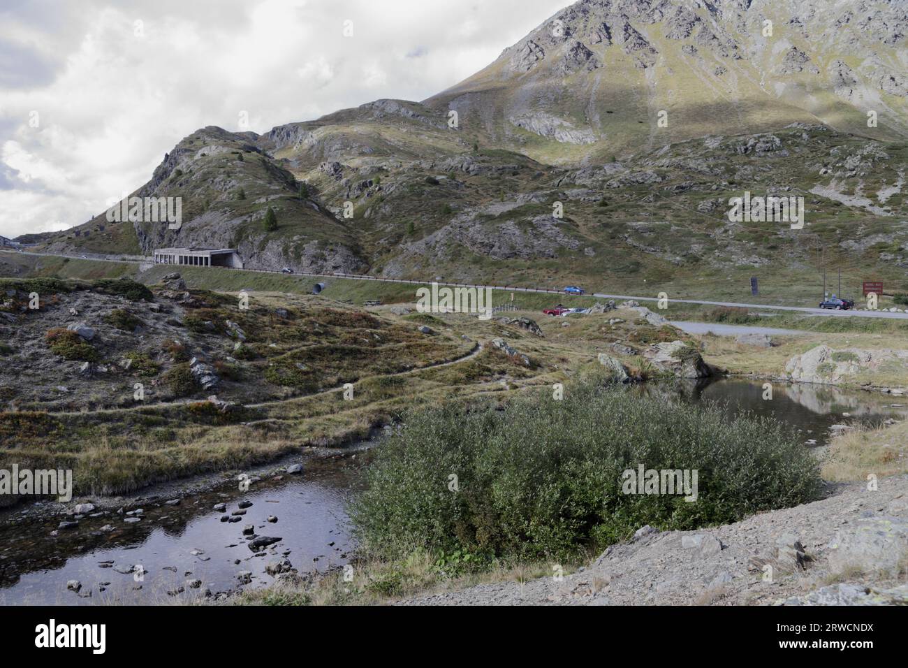 Paesaggio Fiori Livigno Valtellina Passo del Foscagno Mountain Italy Stockfoto