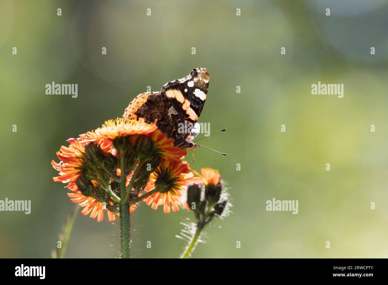 Ein roter Admiral-Schmetterling (Vanessa Atalanta), der auf der Suche nach Fuchs-und-Jungen (Pilosella aurantiaca) Blumen ist Stockfoto