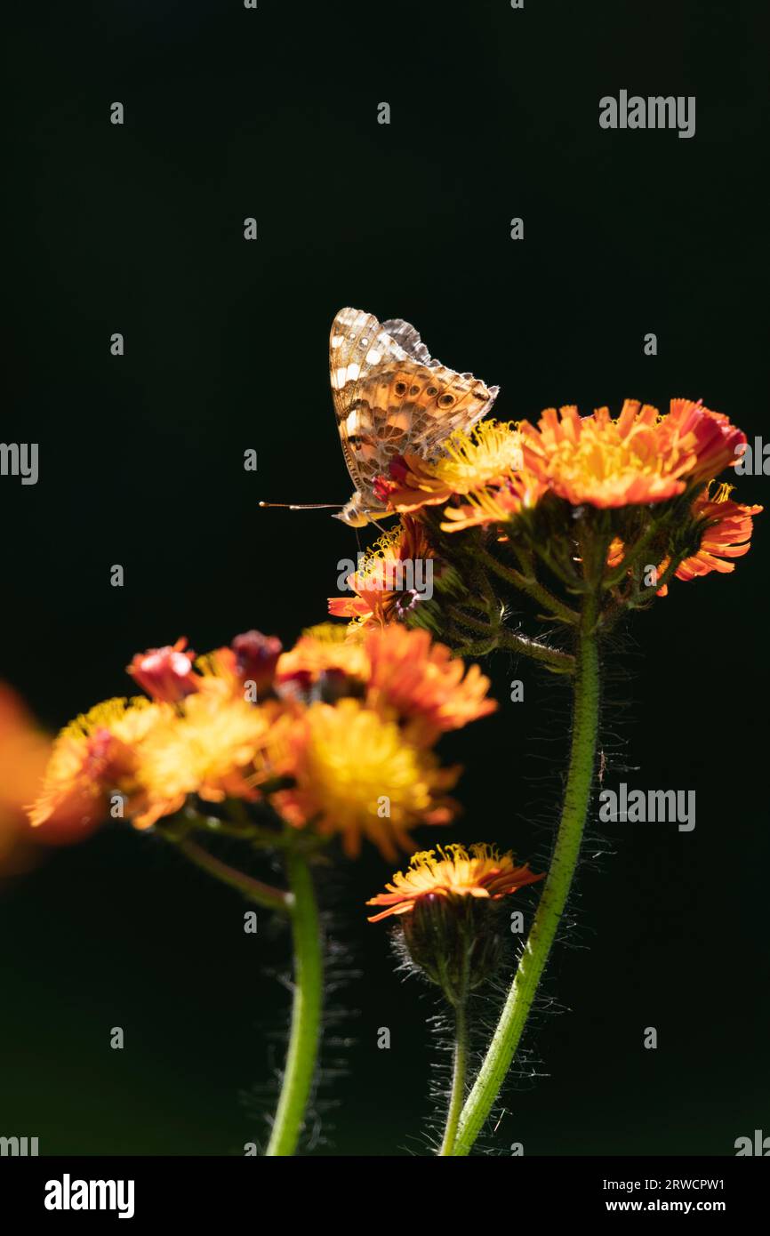 Ein Painted Lady (Vanessa cardui) Butterfly siedelte sich auf den Orangenblüten von Fuchs-und-Jungen (Hieracium Aurantiacum) gegen einen dunklen Backgound an Stockfoto