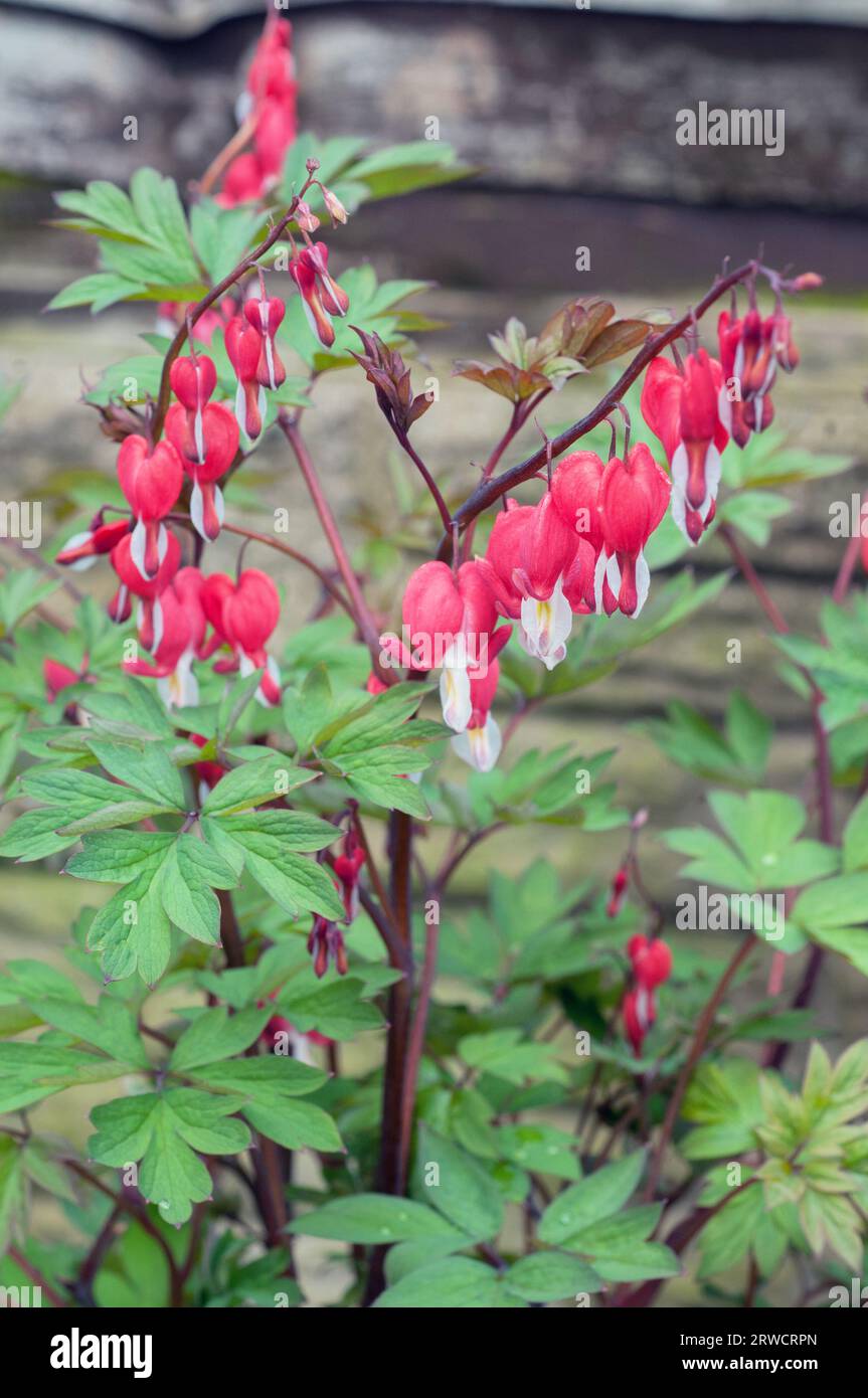 Nahaufnahme von Dicentra spectabilis Valentine auch Calledf Bluting Heart Dutchmans Hoeches oder Lyre Flower Spätherbst Frühjahrs Frühsommer blüht mehrjährig Stockfoto