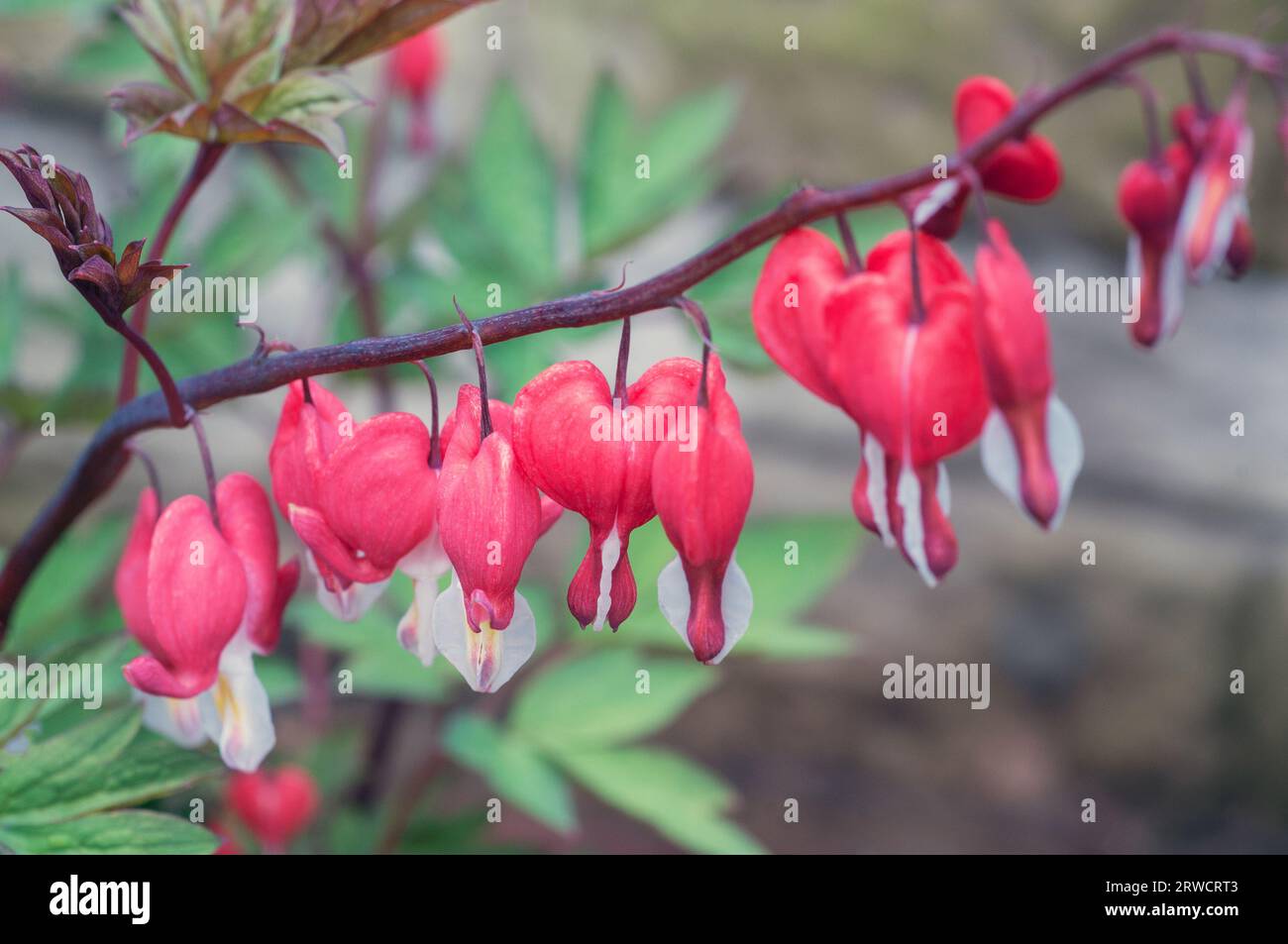 Nahaufnahme von Dicentra spectabilis Valentine auch Calledf Bluting Heart Dutchmans Hoeches oder Lyre Flower Spätherbst Frühjahrs Frühsommer blüht mehrjährig Stockfoto