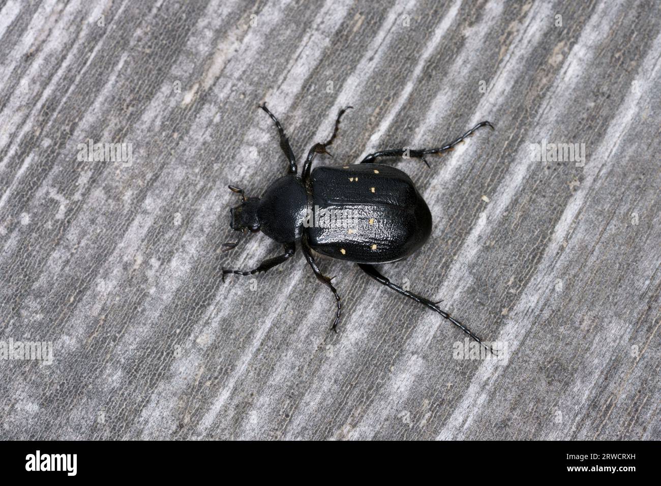 Gnorimus variabilis Familie Scarabaeidae Gattung Gnorimus Variable Chafer Scarab Wanze Käfer wilde Natur Insektenfotografie, Bild, Tapete Stockfoto