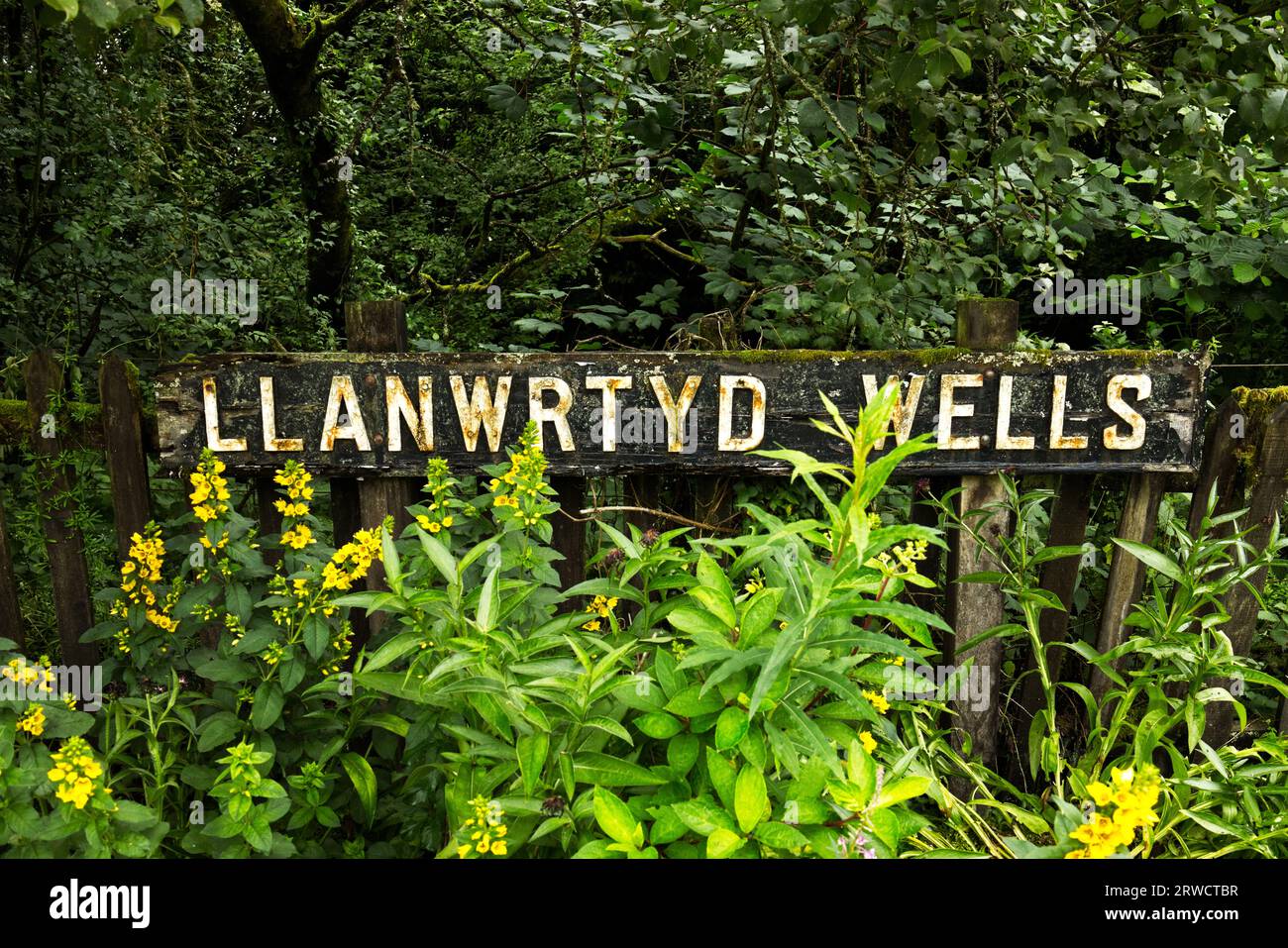 Llanwrtyd Wells, Powys, Wales, UK - altes Bahnhofsschild, umgeben von Pflanzen auf dem Bahnsteig im Herzen der Wales Line Stockfoto