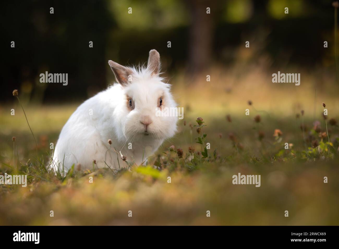 White Rabbit Portrait on Meadow im Sommer. Flache Tiefe des Feldes des niedlichen Pelzhasen draußen. Stockfoto