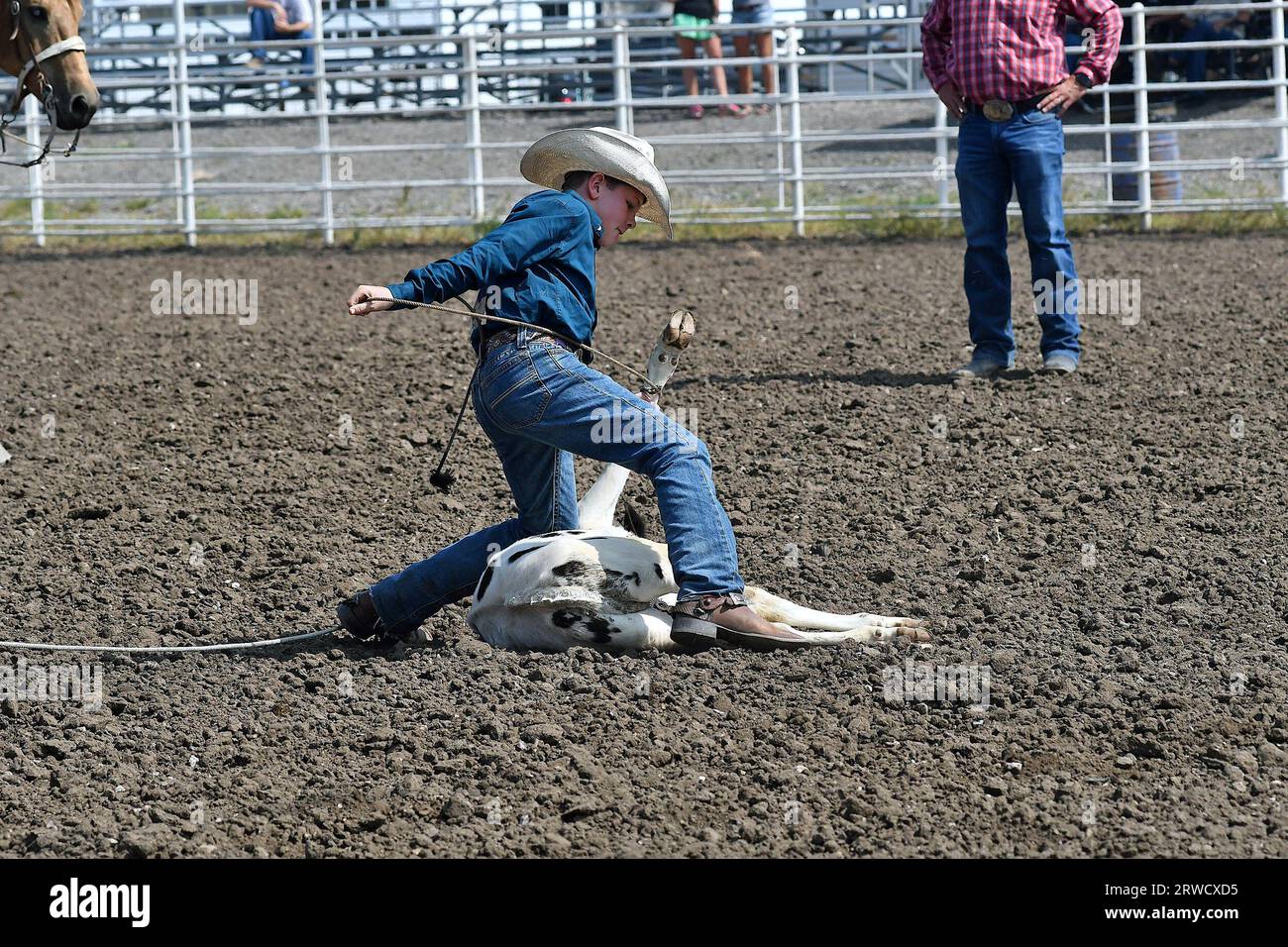 EMPORIA, KANSAS – 17. SEPTEMBER 2023 Stone Newell aus Oskaloosa reitet mit seinem Pferd und Lassoe das Kalb auf den Boden und bindet dann die Beine zusammen Stockfoto