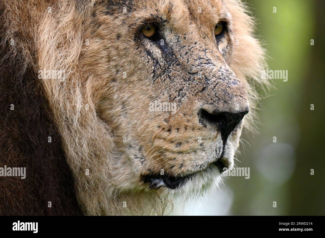 Nahaufnahme eines Löwen in Longleat bei Warminster in Südengland Stockfoto