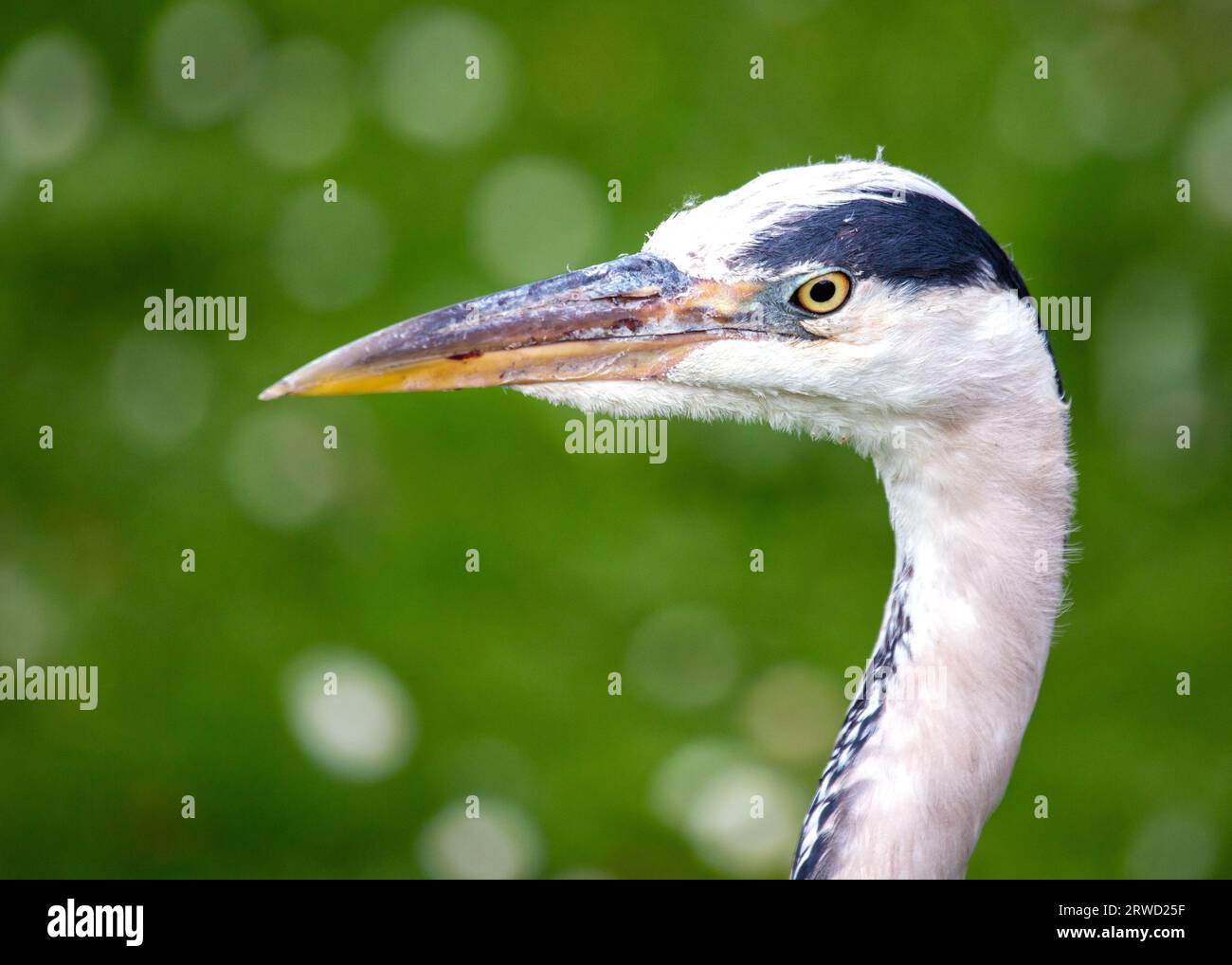 Der elegante Grey Heron, Ardea cinerea, in einem atemberaubenden Porträt festgehalten, das Dublins vielfältige Vogelbewohner darstellt. Stockfoto