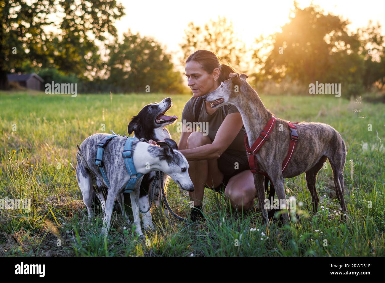Frau mit ihren alten Hunden, die sich beim Spaziergang im Park bei Sonnenuntergang ausruhen Stockfoto