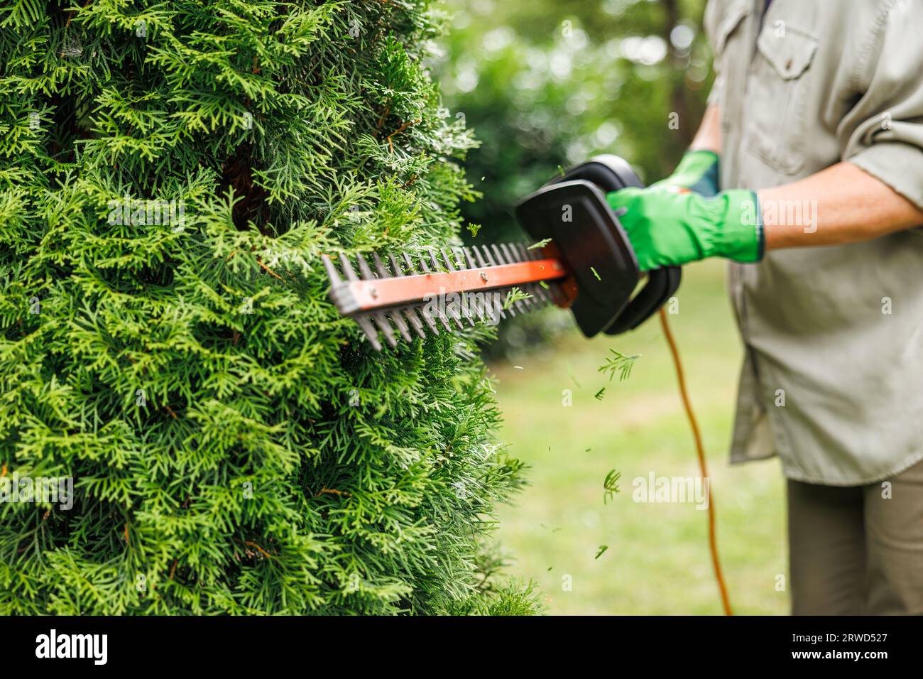 Grtner mit einer Heckenschere schneiden Thuja oder Buchsbaum in Form  Stockfotografie - Alamy