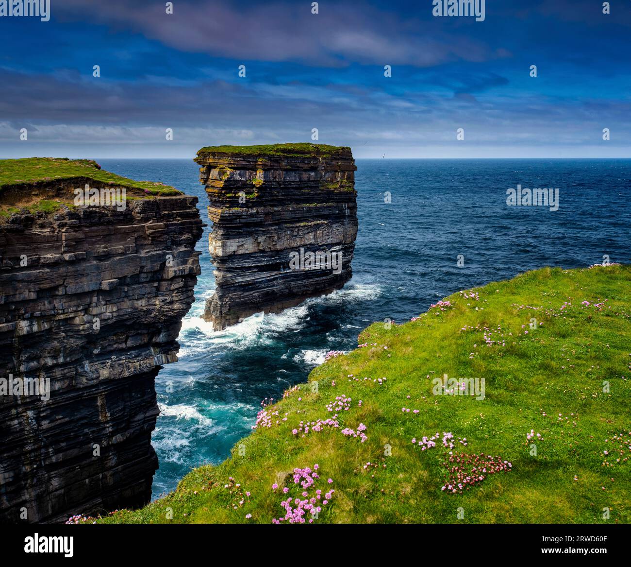 Sea Stack at Downpatrick Head mit wildem Thrift am Ozean, County Mayo, Irland Stockfoto