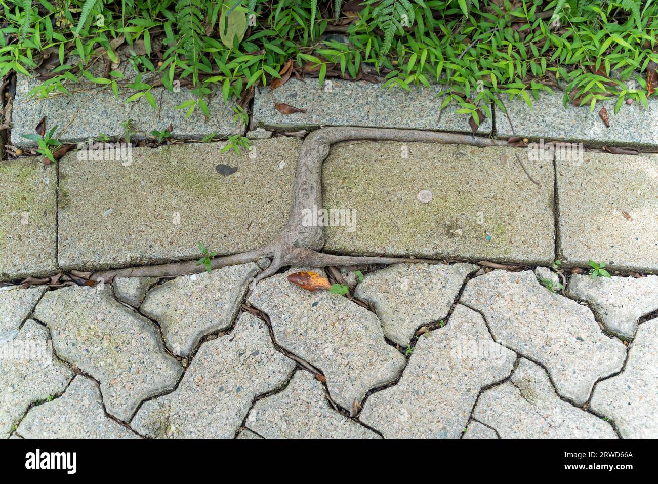 Eine Wurzel von einem Baum, der durch einige Pflasterplatten und Ziegelsteine in einem Hong Kong Park wächst Stockfoto