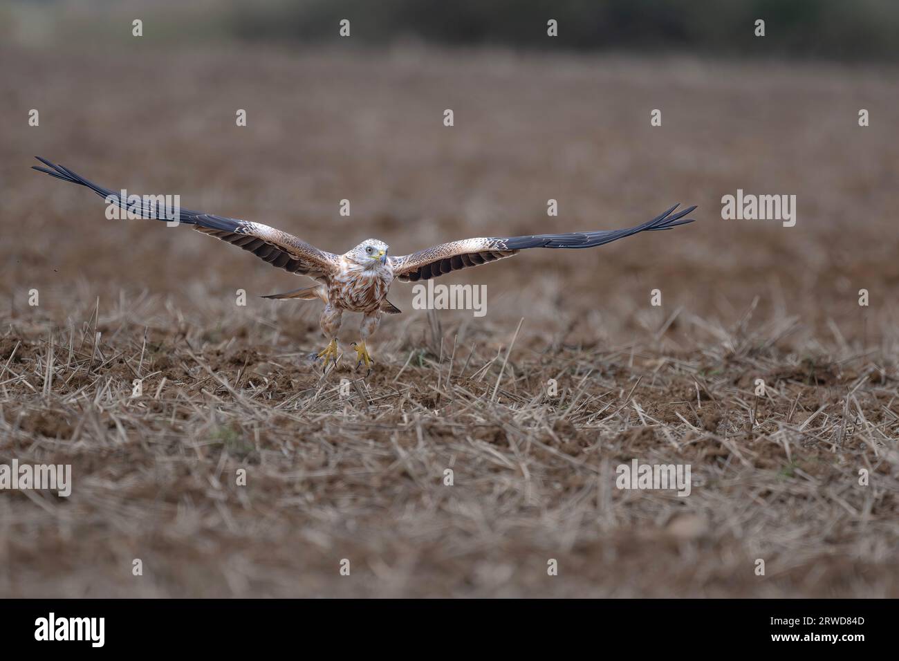 Red Kite Milvus milvus fliegt über und taucht hinunter auf North Norfolk Ackerland, Großbritannien Stockfoto