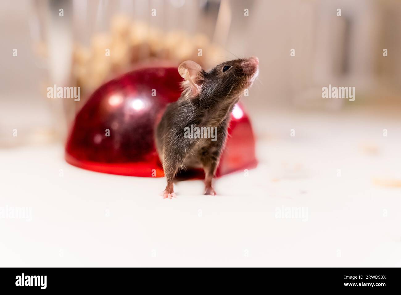 Niedliche Labormaus aus einem roten Kuppeldach Stockfoto